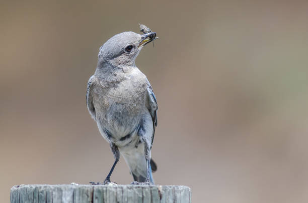 istock Mountain Bluebird Displaying Its Catch While Perched atop a Weathered Wooden Post 1020760690