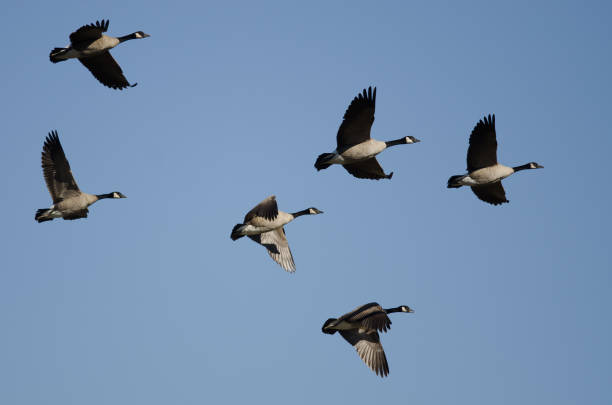istock Flock of Canada Geese Flying in a Blue Sky 1020760790
