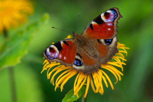 istock European Peacock butterfly on a yellow flower 1020763984
