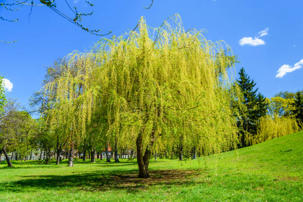 salgueiro de babylon (salix babylonica) em um parque de pubkic na primavera - weeping willow - fotografias e filmes do acervo