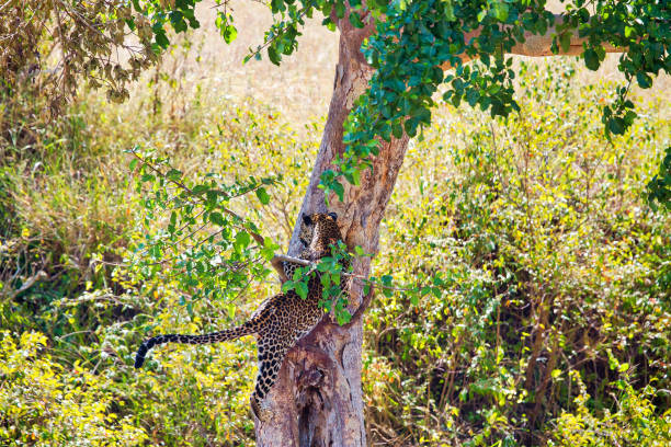 istock Leopard very fast climbing to the tree - crossing under the branch 1020764254