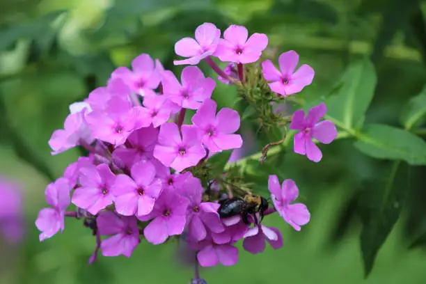 Photo of Bumble bees on pink phlox in summer