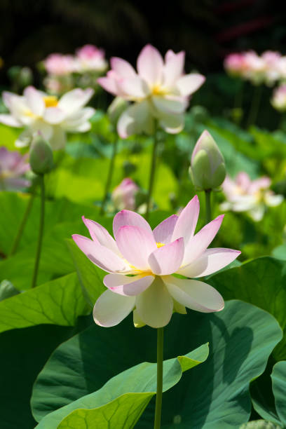istock Lotus pink flower in pond 1020769286