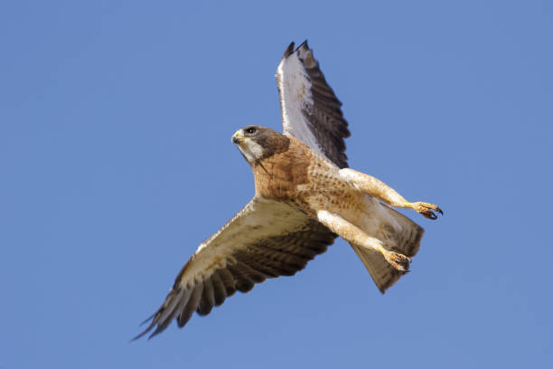 istock Sawinson's Hawk In Flight In Clear Blue SKy 1020771564