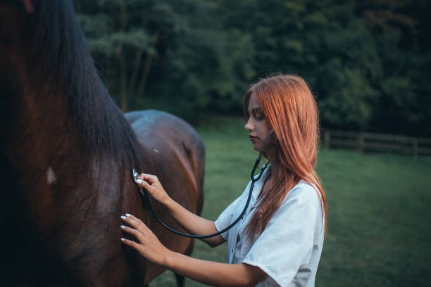 istock Veterinarian and horse 1020774958