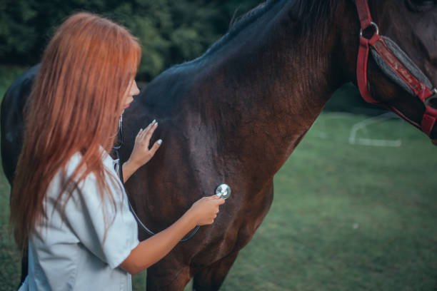 istock Veterinarian and horse 1020775002