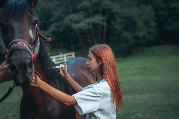 istock Veterinarian and horse 1020776214