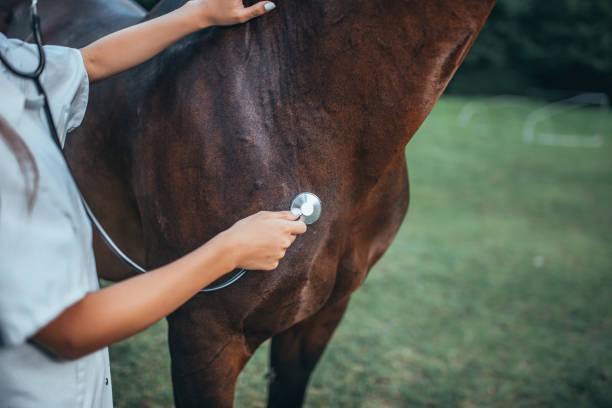 istock Veterinarian and horse 1020777200