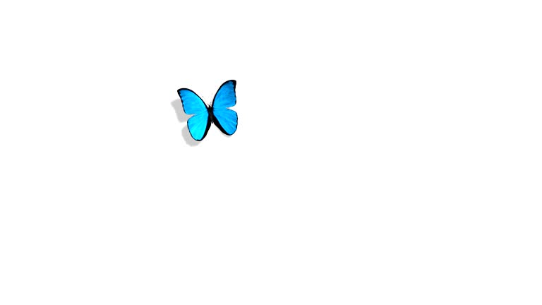 Morpho Menelaus Blue Butterfly Flying on a Green Background