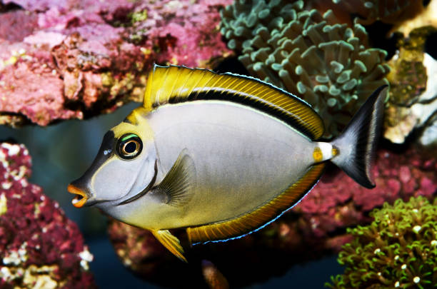 Tropical Fish Naso Tang Tropical Fish Naso Tang unicorn fish stock pictures, royalty-free photos & images