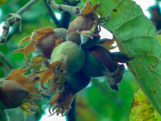 istock among the leaves - fresh organic nuts 1020810674