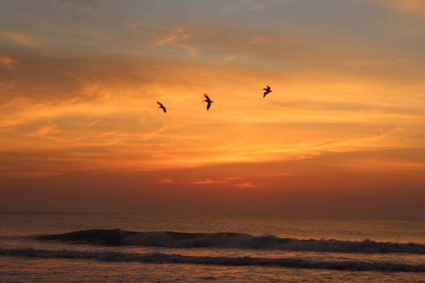 istock birds over the sea 1020813922