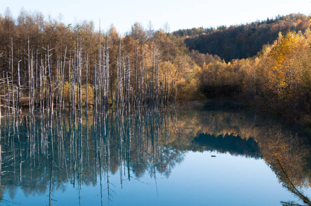 Autumn lake Biei-cho Blue Pond Autumn lake Biei-cho Blue Pond in Hokkaido Japan shirogane blue pond stock pictures, royalty-free photos & images