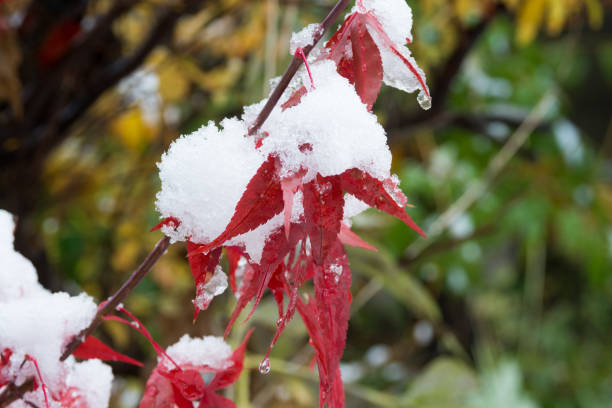istock Red leaves on a snowy day 1020819122
