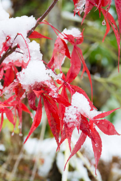 istock Red leaves on a snowy day 1020821408