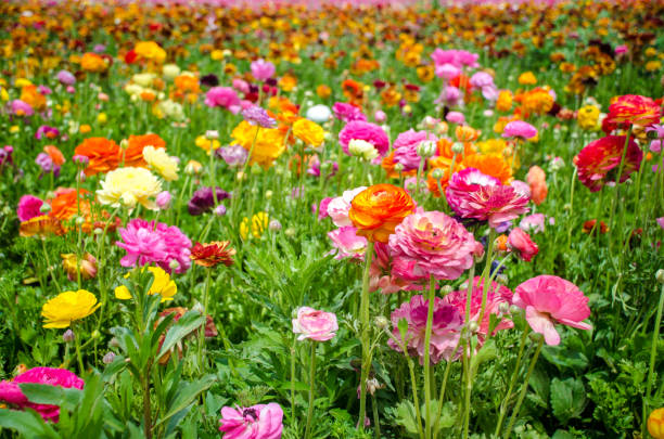 istock Flowers in a garden 1020828986