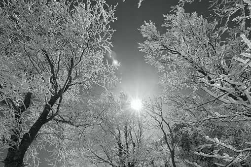 Snow rime and sun (black and white)