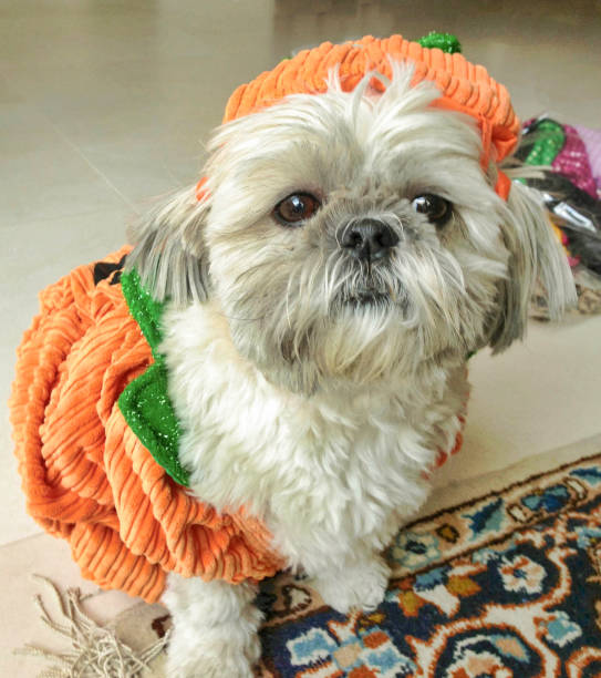 istock Shih Tzu in a Halloween Outfit 1020839756