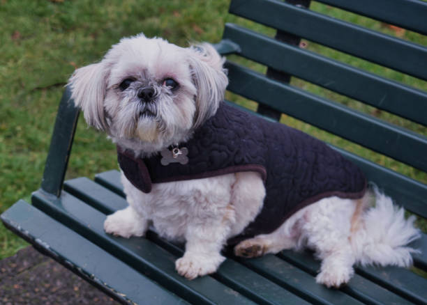 istock Shih Tzu resting on a Park Bench with Winter Coat 1020839850