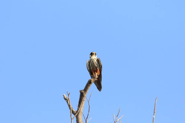 Eurasian hobby (Falco subbuteo) in Japan