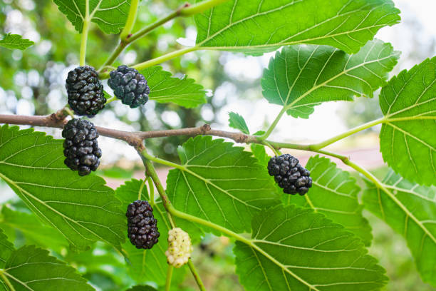istock Mulberries on a tree branch in a garden, nature background 1020849392
