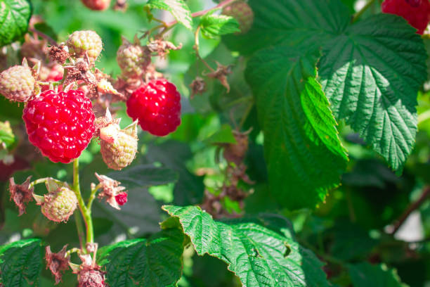 istock Raspberry on a branch in a garden, nature background 1020849766