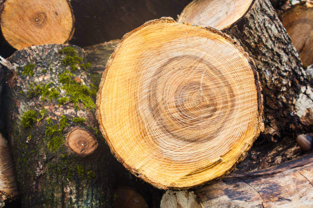 istock Wood texture background, wooden bark close up. Grunge textured image 1020856562