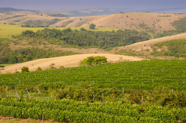 istock Vineyards along the Danube river, Bulgaria 1020860974