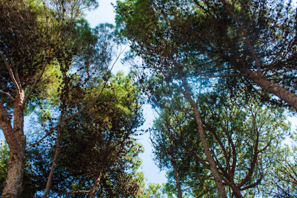 istock Forest summer landscape, pine trees nature background 1020863726