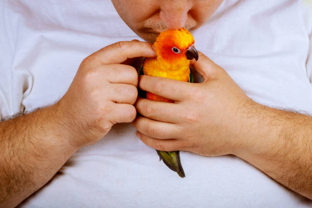 istock Man playing with his parrot holding colorful 1020875968