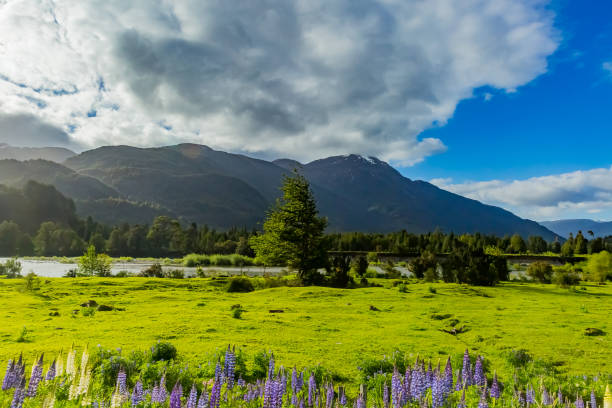 istock Mountain and lupin flower 1020878100