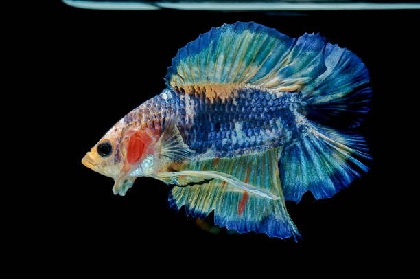 istock Siamese fighting fish fight blue fish, Betta splendens, Betta fish, Halfmoon Betta. 1020887186