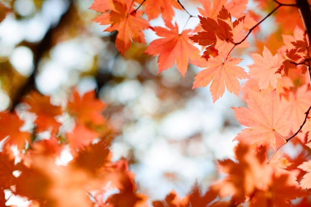 istock Red maple leaves border at autumn forest, blurred background. Season changing. A tree branch of maple, fall. 1020892570