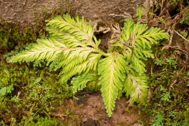 istock Flower, leaves, natural background 1020906930