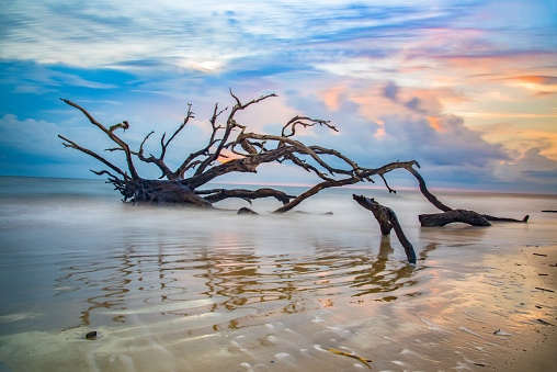 Driftwood Beach sunrise in Jekyll Island, Georgia, GA, USA.