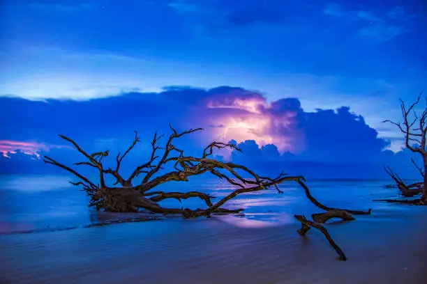 Lightning Storm at Sunrise Driftwood Beach in Jekyll Island, Georgia, GA, USA