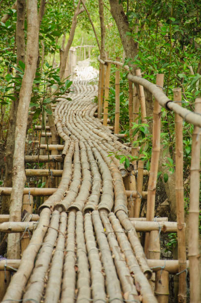 istock Bamboo walkway in Mangrove forest at Petchaburi, Thailand 1020923132