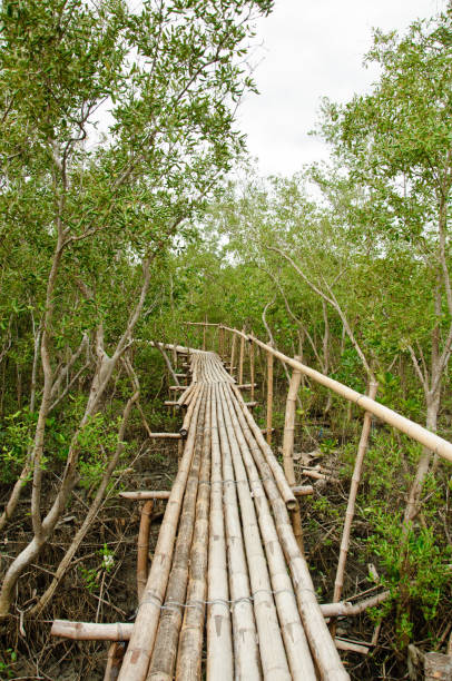 istock Bamboo walkway in Mangrove forest at Petchaburi, Thailand 1020923134