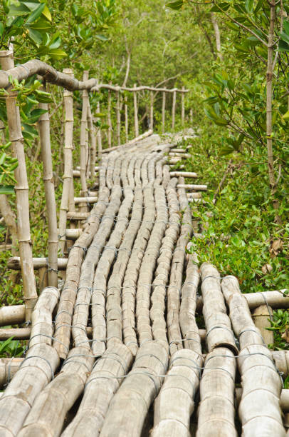istock Bamboo walkway in Mangrove forest at Petchaburi, Thailand 1020923154