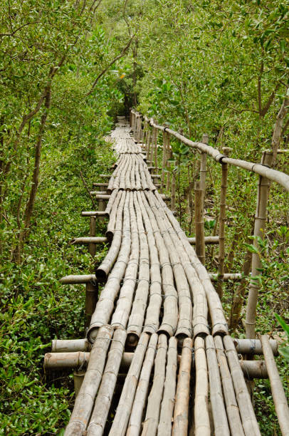 istock Bamboo walkway in Mangrove forest at Petchaburi, Thailand 1020923212
