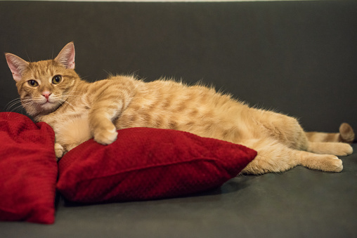 Beautiful orange tabby cat posing for photos on a gray sofa, with a red pillow beside.