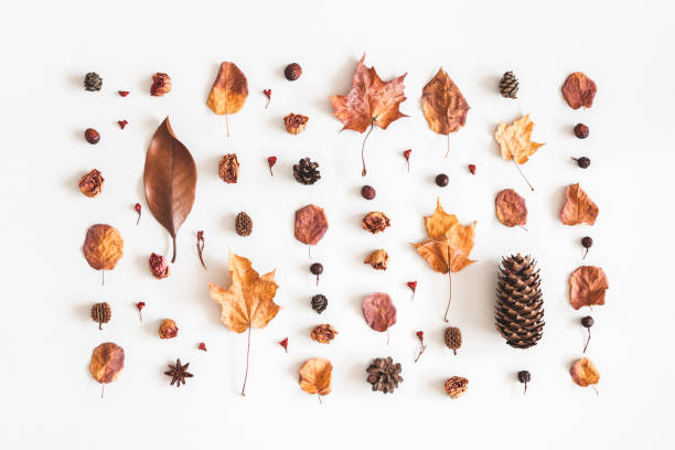 istock Autumn composition. Pattern made of flowers, dried leaves on white background. Autumn, fall concept. Flat lay, top view 1020928256