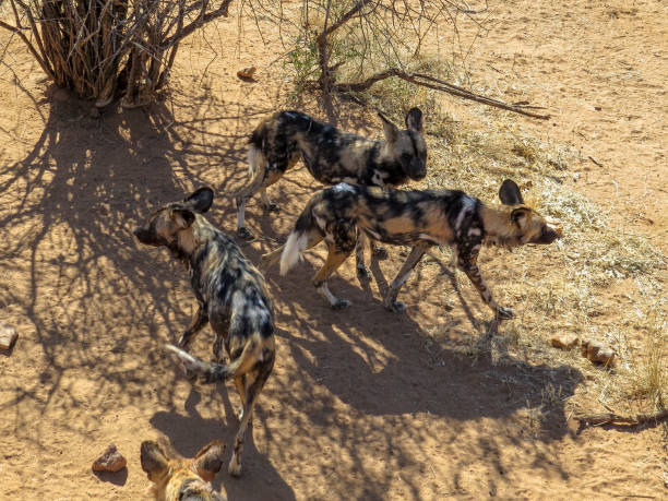 istock African Wild Dogs 1020933398