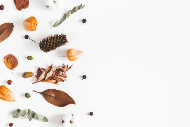 istock Autumn composition. Frame made of eucalyptus branches, cotton flowers, dried leaves on white background. Autumn, fall concept. Flat lay, top view, copy space 1020937866