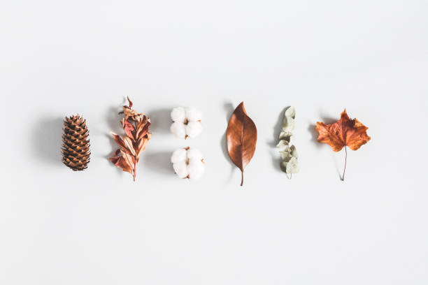 istock Autumn composition. Pattern made of eucalyptus branches, cotton flowers, dried leaves on pastel gray background. Autumn, fall concept. Flat lay, top view 1020940306