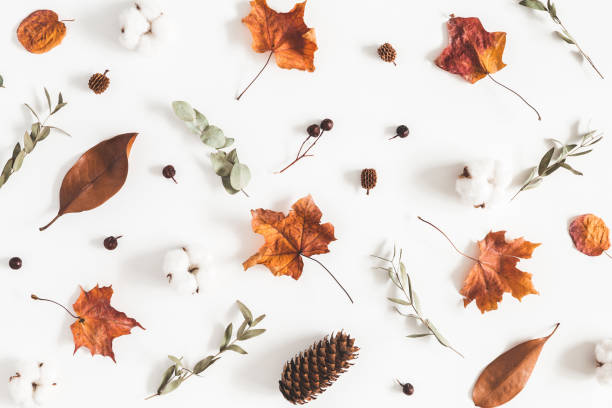 istock Autumn composition. Pattern made of eucalyptus branches, cotton flowers, dried leaves on white background. Autumn, fall concept. Flat lay, top view 1020940310
