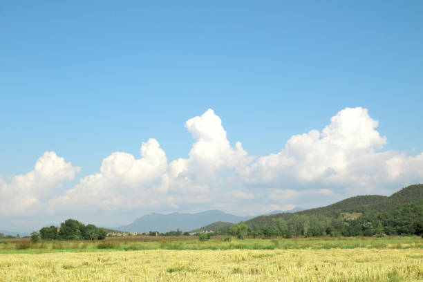 istock Rice field and perfect blue sky background 1020942530
