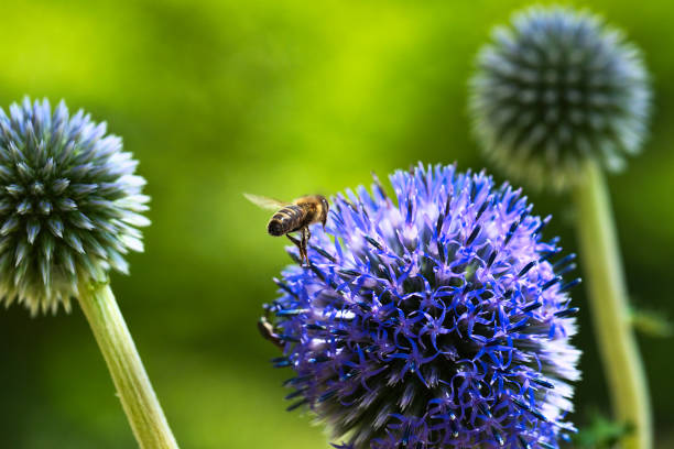 istock Echinops Higotai flowers with working bee 1020950304