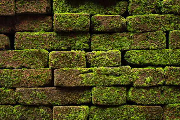 istock Brick block wall with Moss,show texture and surface of old and aged wall from long life time 1020955128