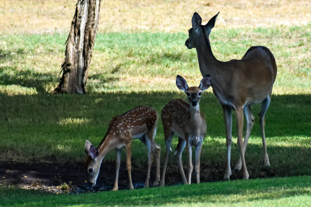 istock Three deer getting a drink of water in the shade. 1020955352
